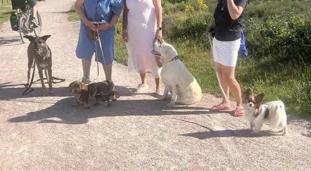 Diverse honden op locatie