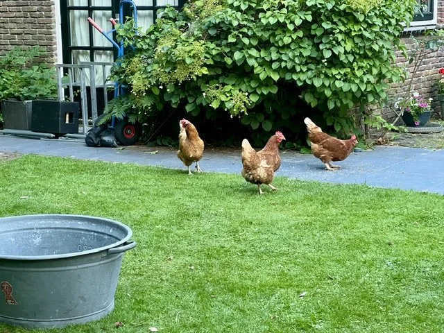 Kippen voor de camera