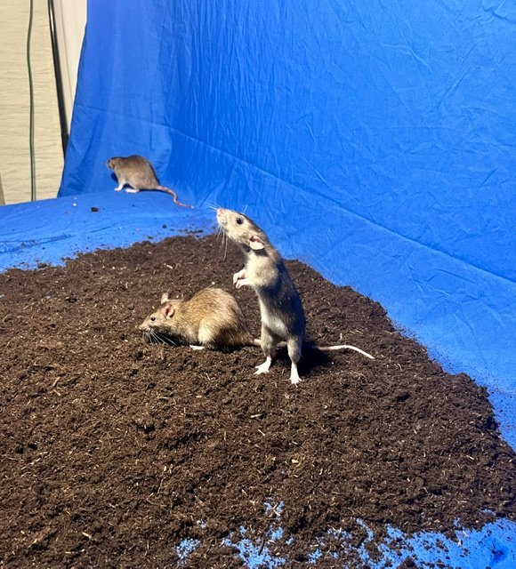 Ratjes voor de camera