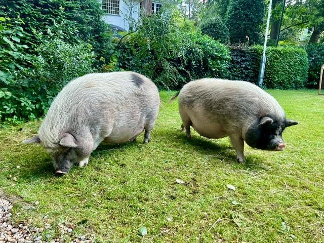 Betsie en Babs!