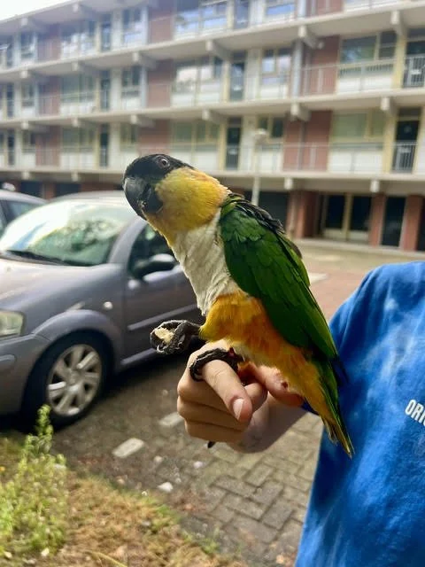 Vogels op de filmset