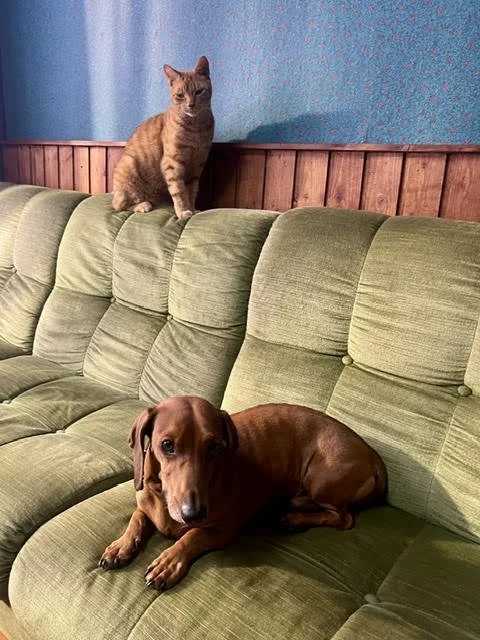 Koos, Maziwa en Siagi samen op de filmset