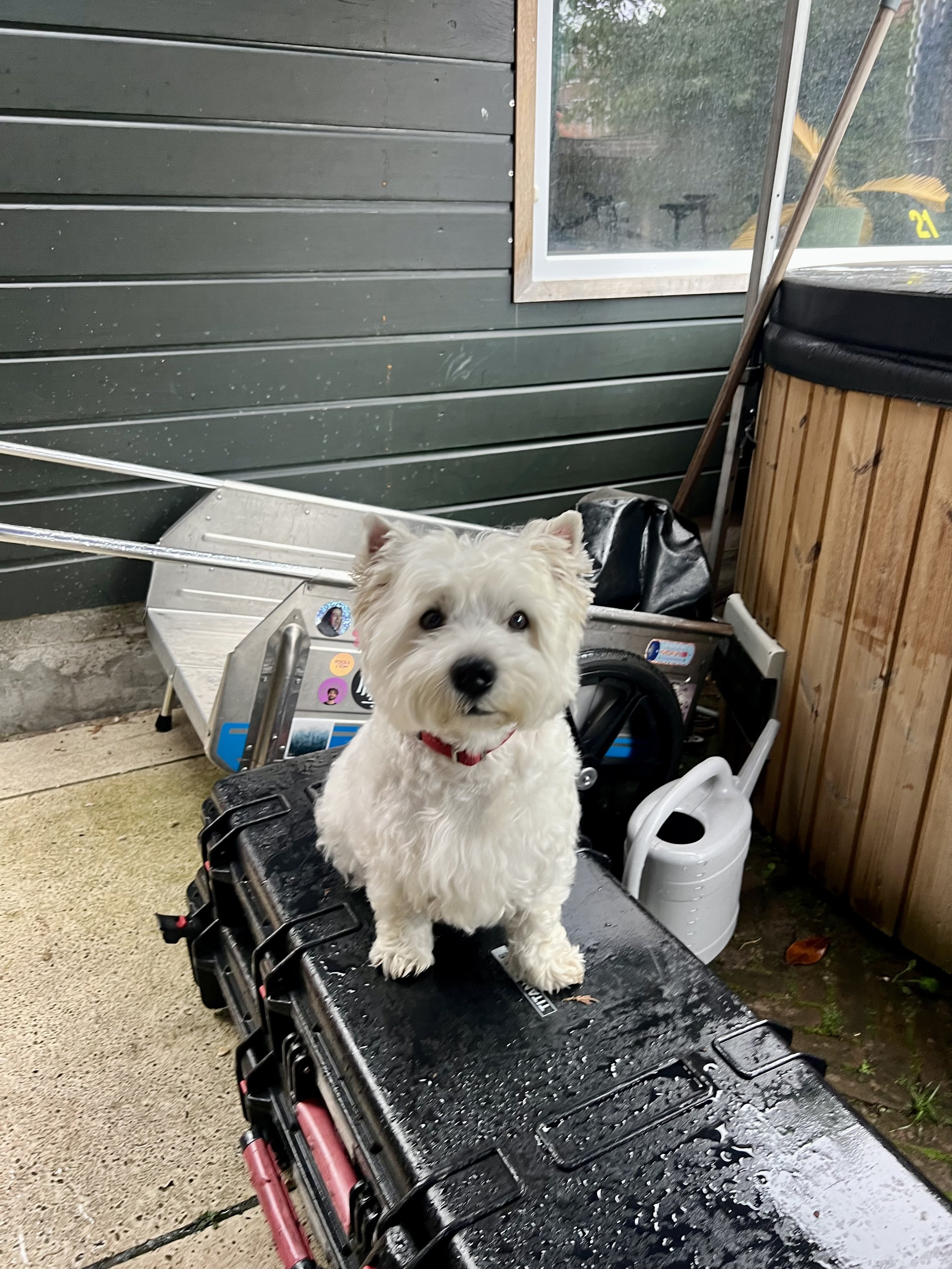 Teddy op de filmset