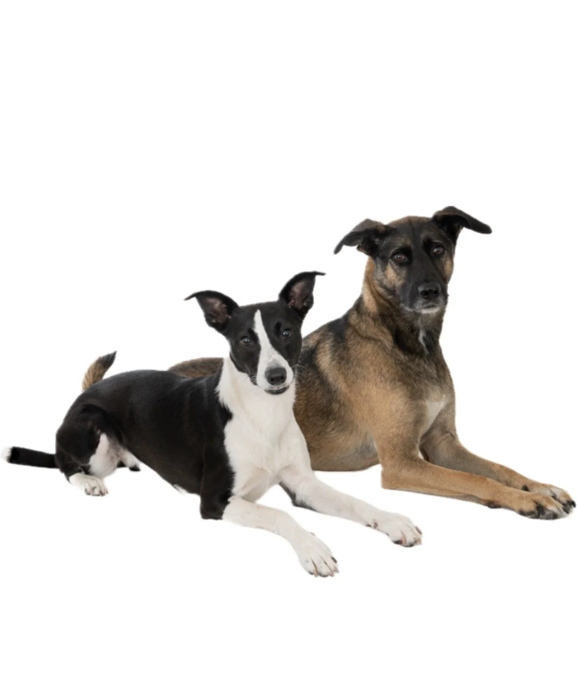 Castingdag nieuwe dieren: vrijdag 16 oktober