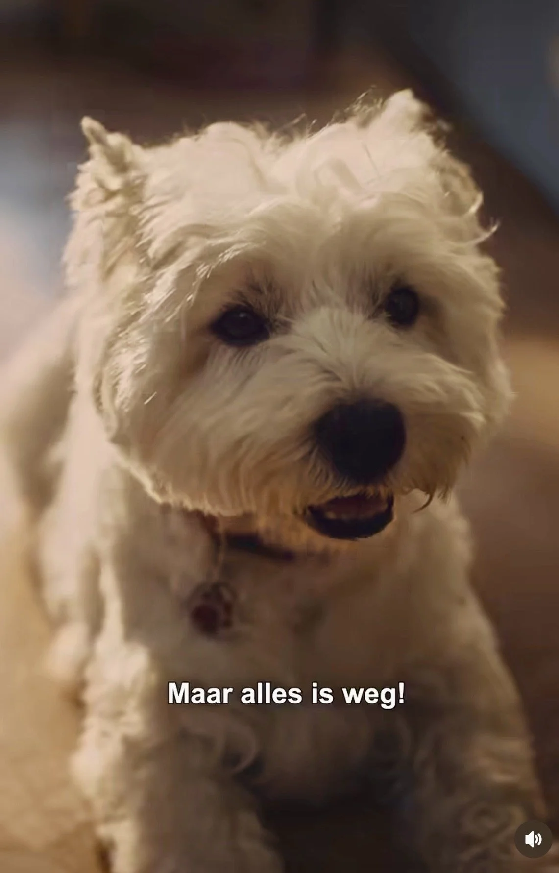 Teddy is te zien in een spotje voor ‘univé’