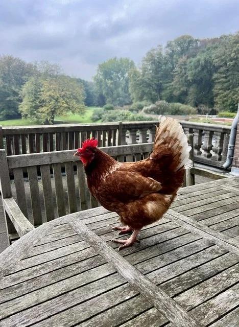 Kip Miep voor de camera