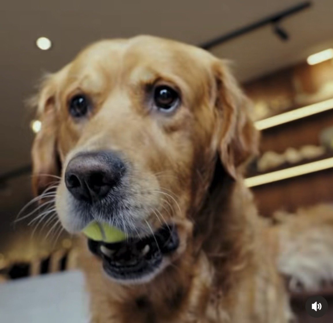 Sammy in commercial voor ‘Mercer’