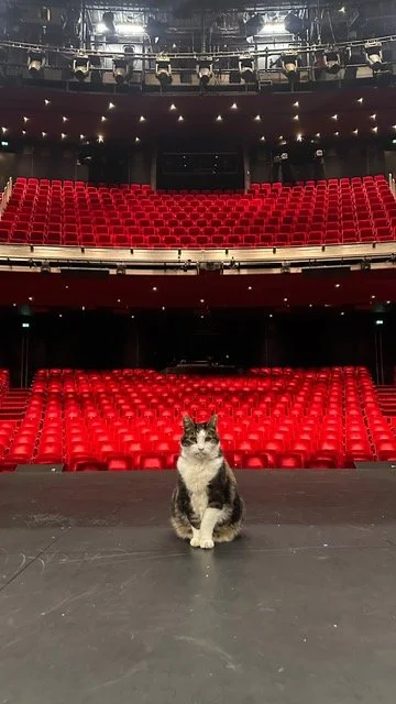 Musical Cats komt in 'DeLaMar'