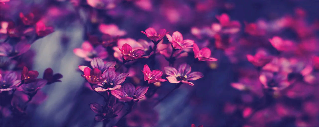 BANNER_001.jpg