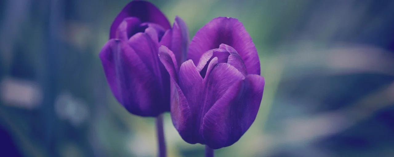 BANNER_003.jpg