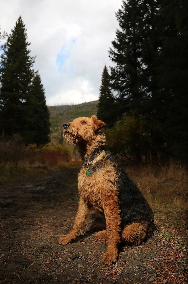 bella the bear dog