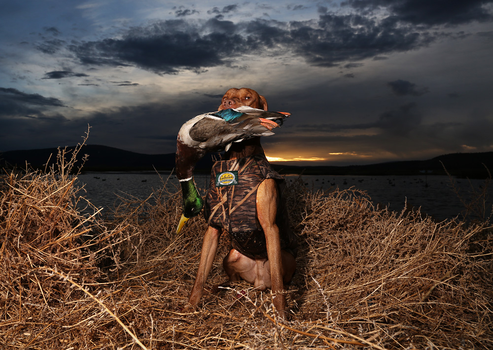 mojo vizsla duck hunting dog