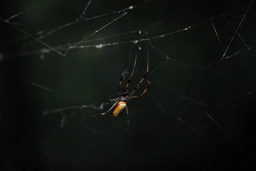 banana spider