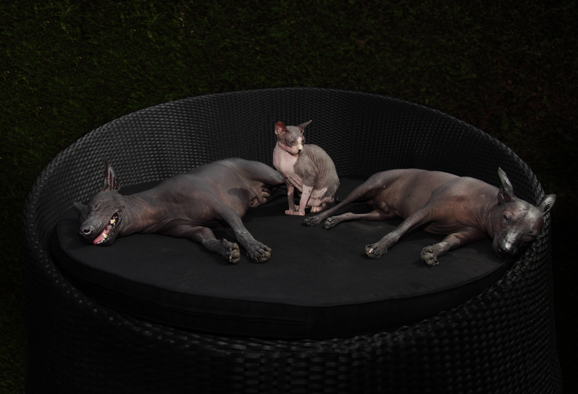 peruvian hairless dogs and sphynx