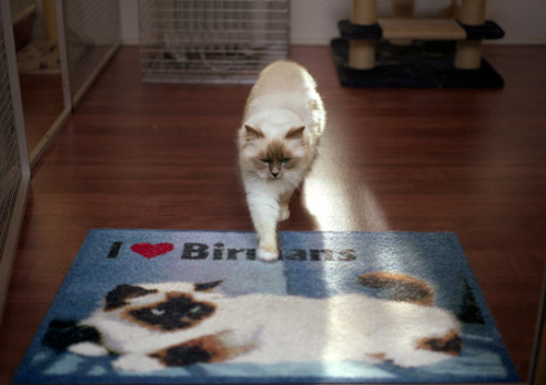 birman