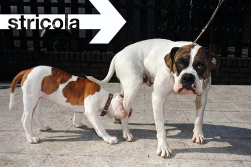 stricola
