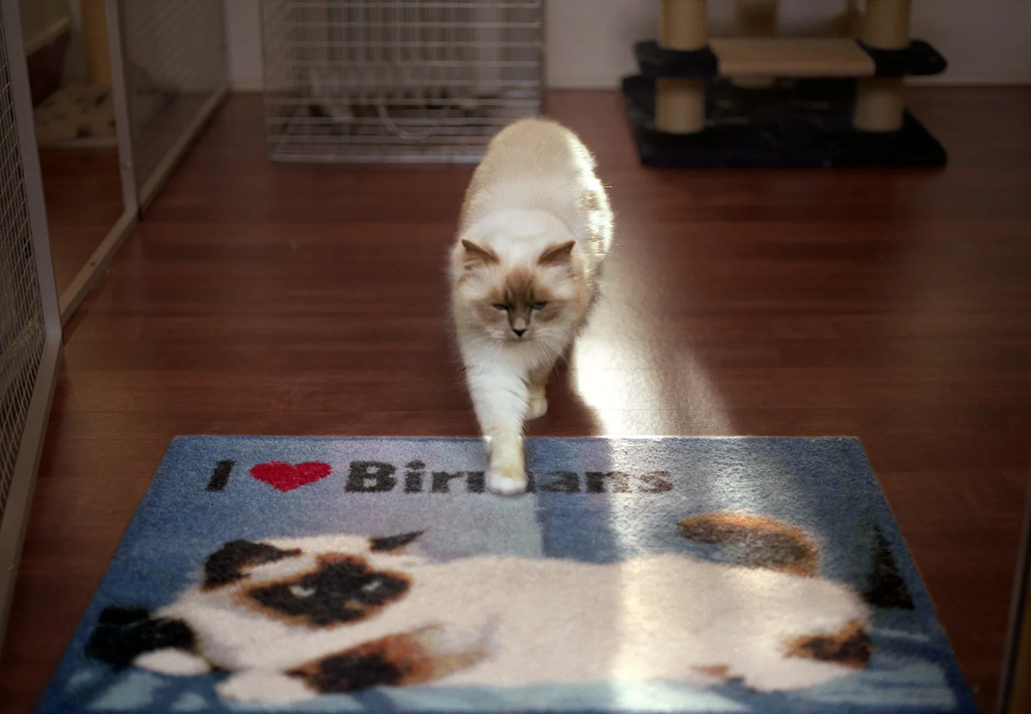 on_loving_animals_03.jpg