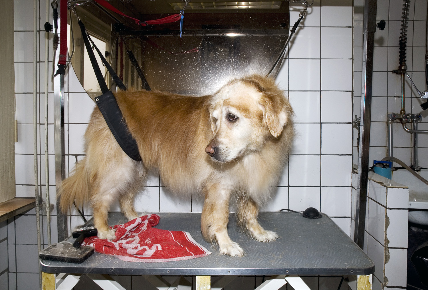 on_loving_animals_11.jpg