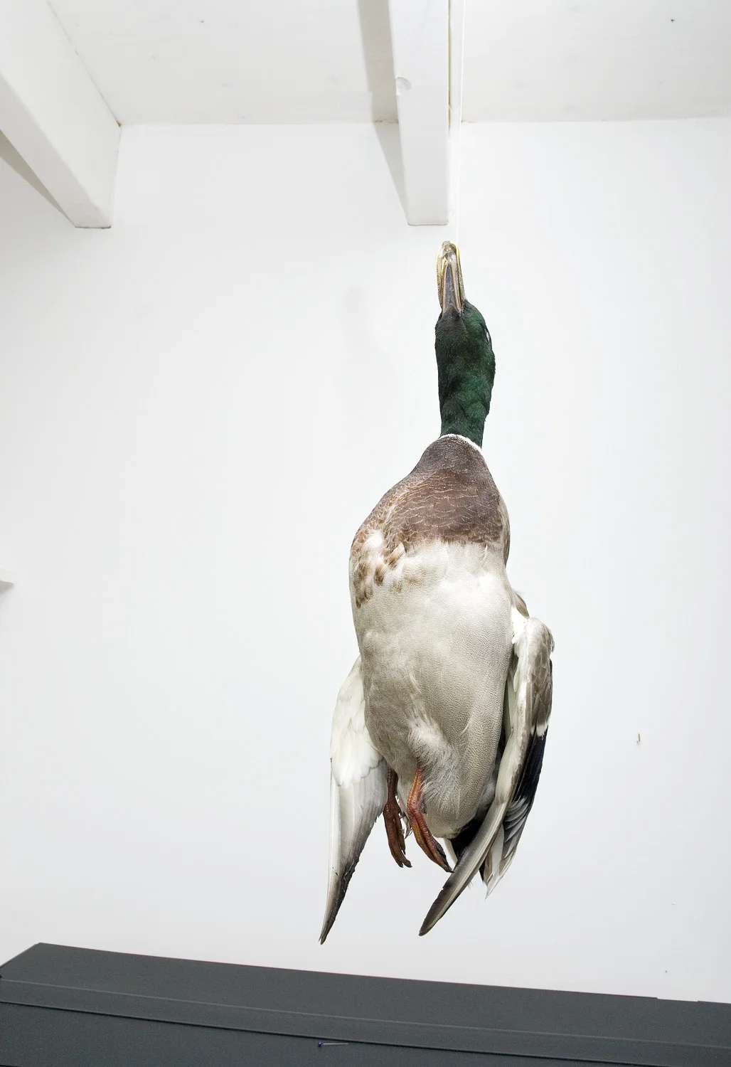 on_loving_animals_12.jpg