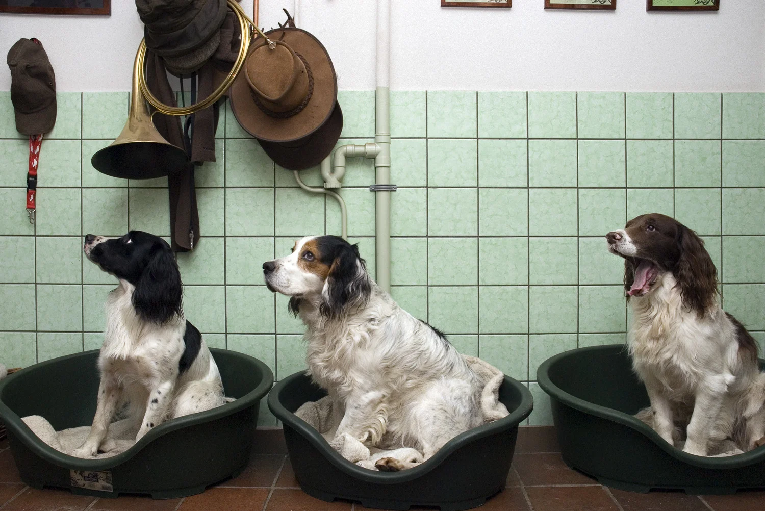 on_loving_animals_13.jpg