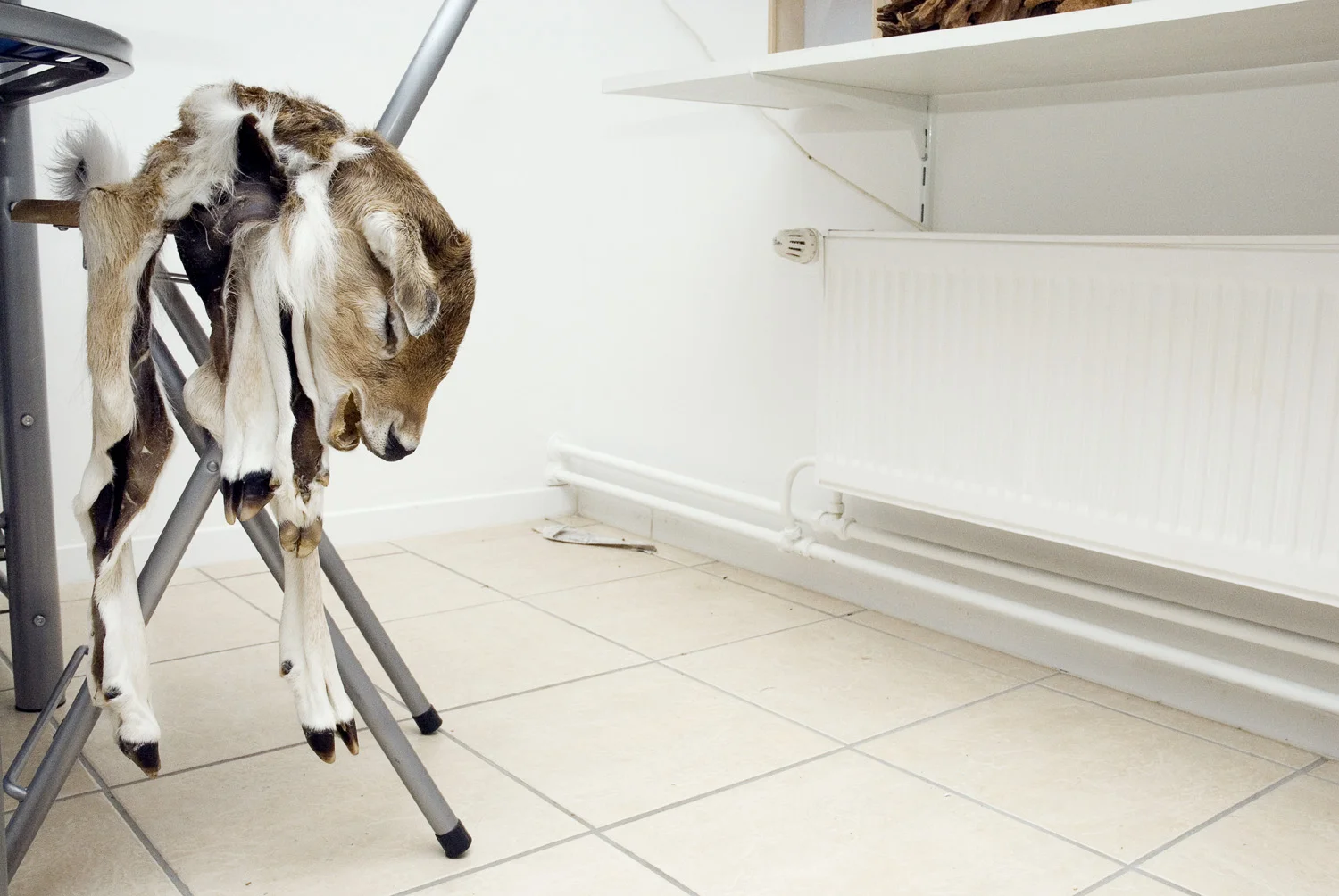 on_loving_animals_24.jpg