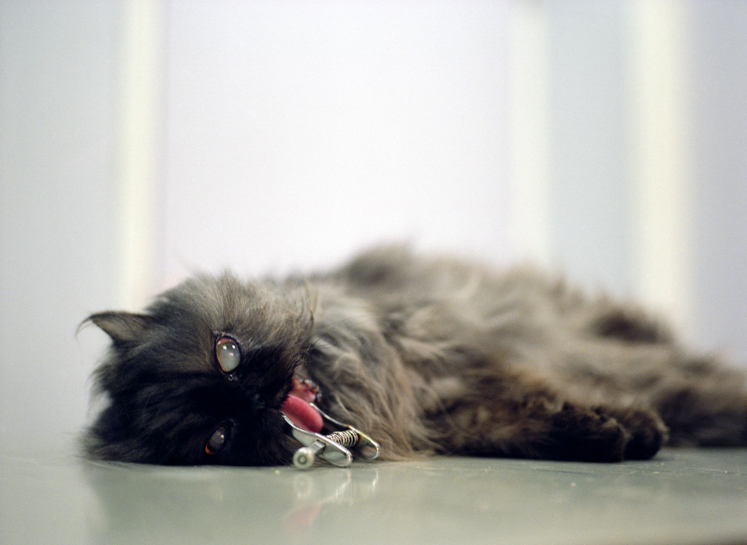 on_loving_animals_23.jpg