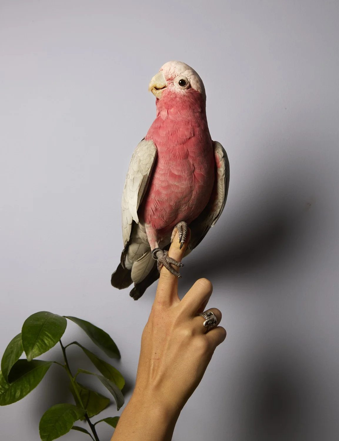 450_Mythos_5625_8 november_2025.jpg