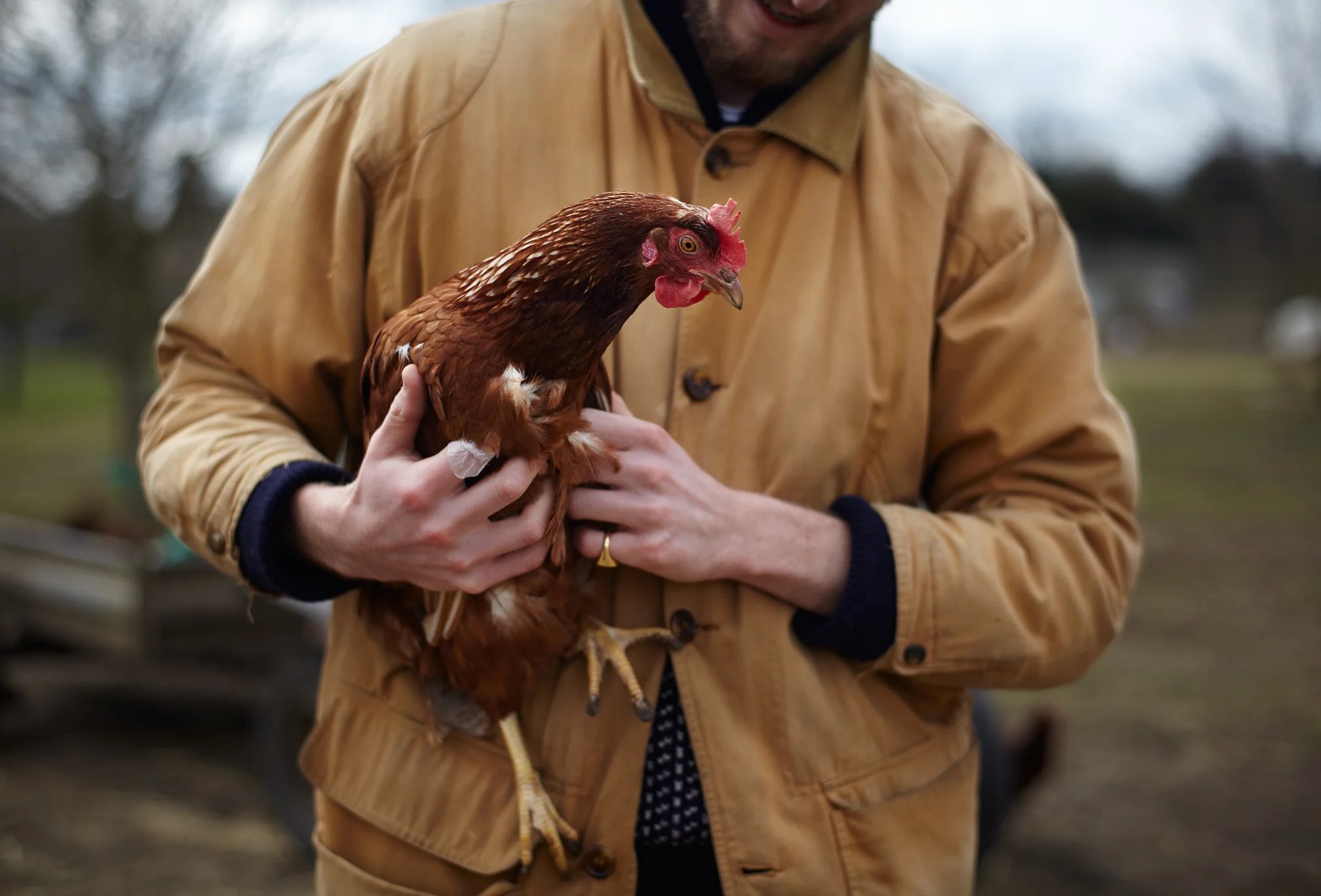 purton_farm_chickens.jpg