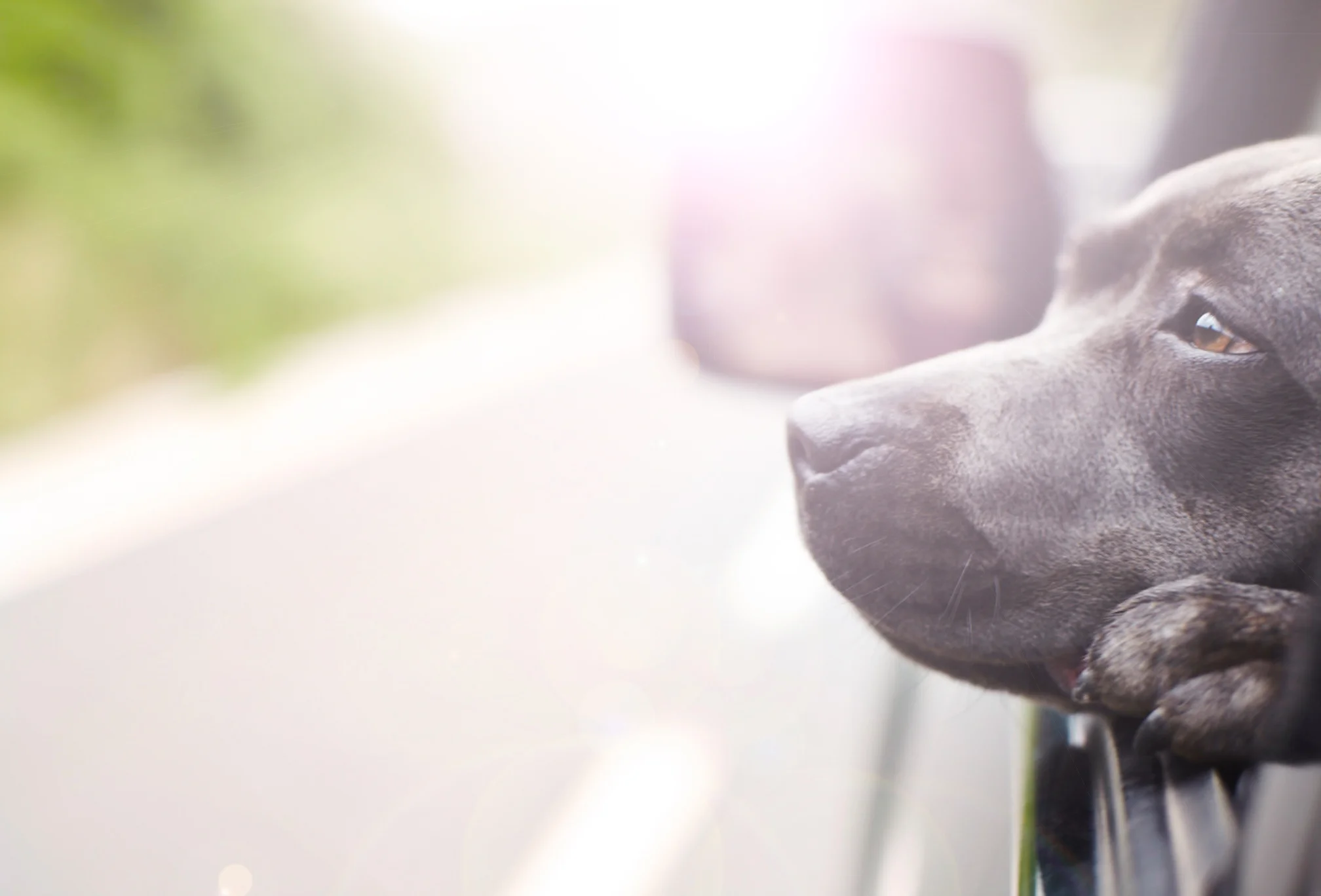 dog_window.jpg