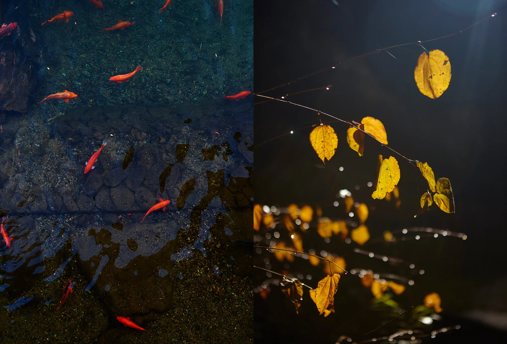 carp_drops.jpg