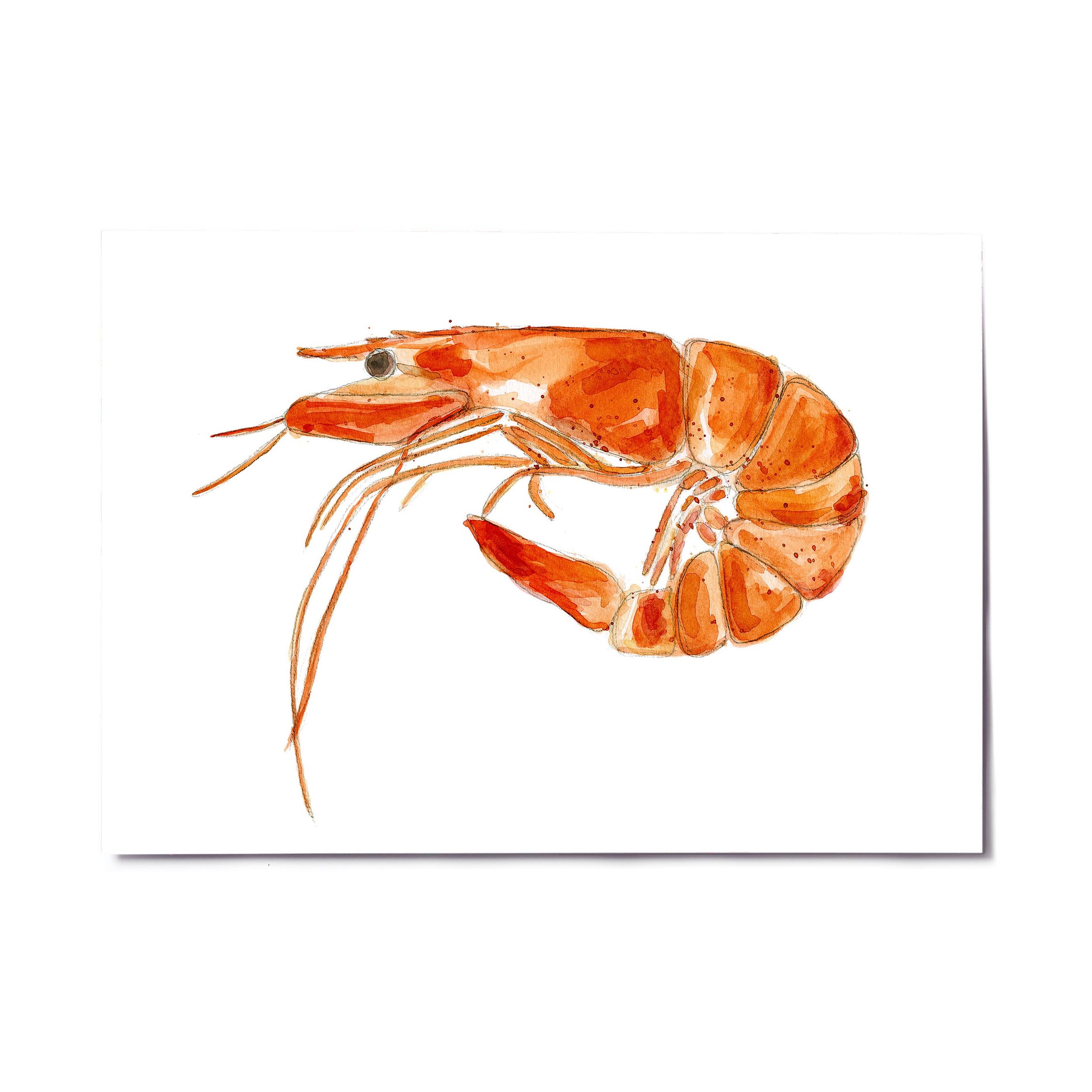 a4 a3 paper template horizontal prawn.jpg