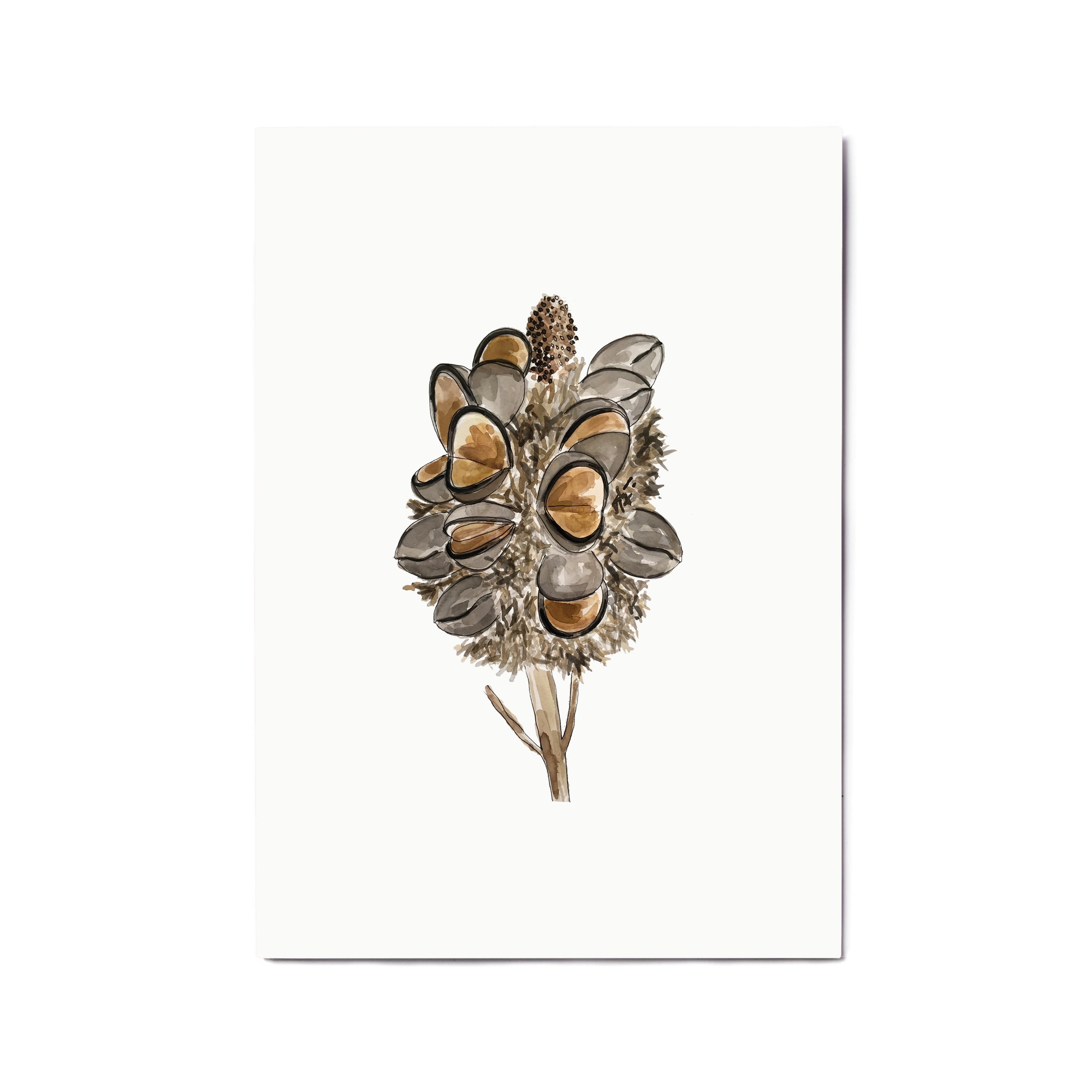 Banksia