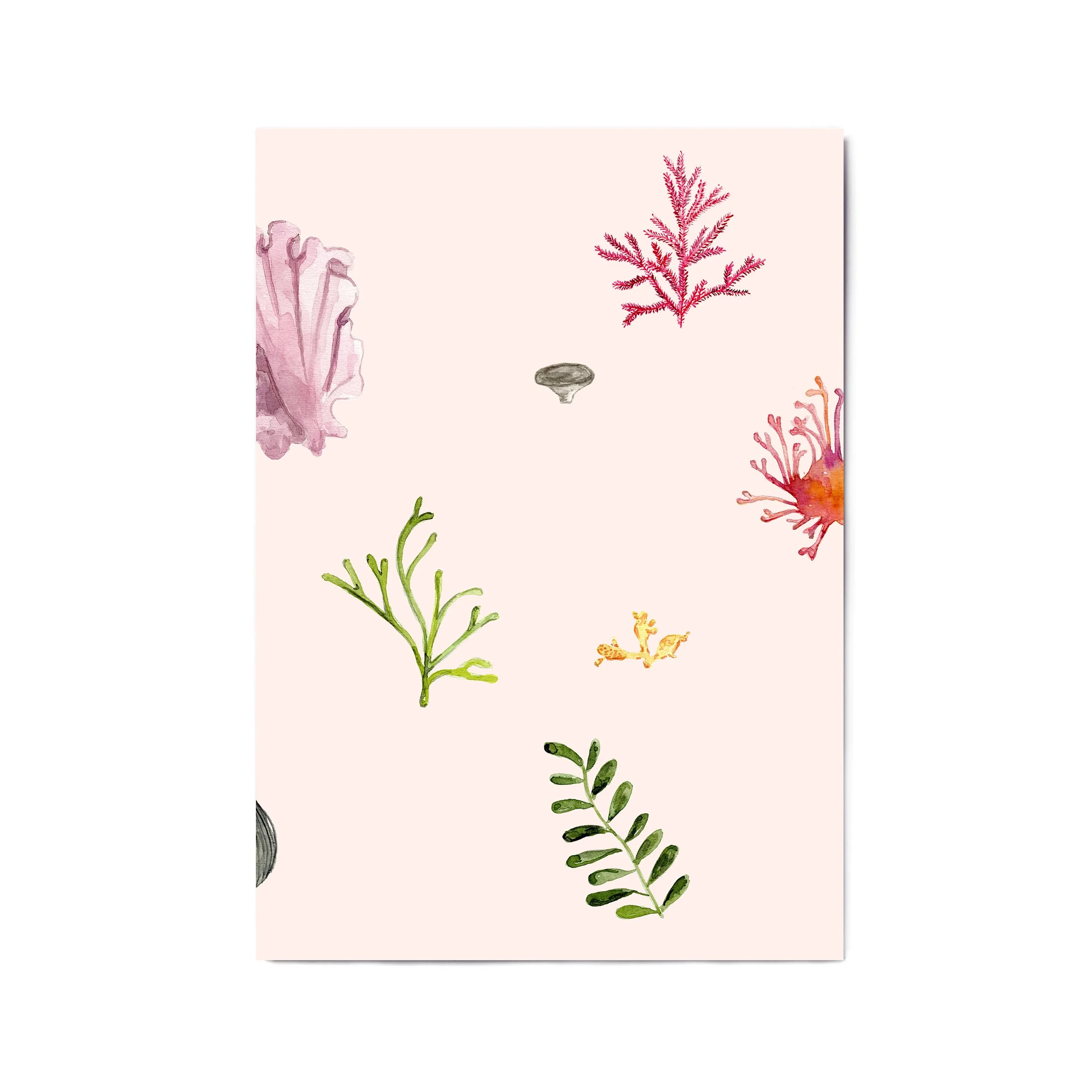 a4 a3 coral 2.jpg