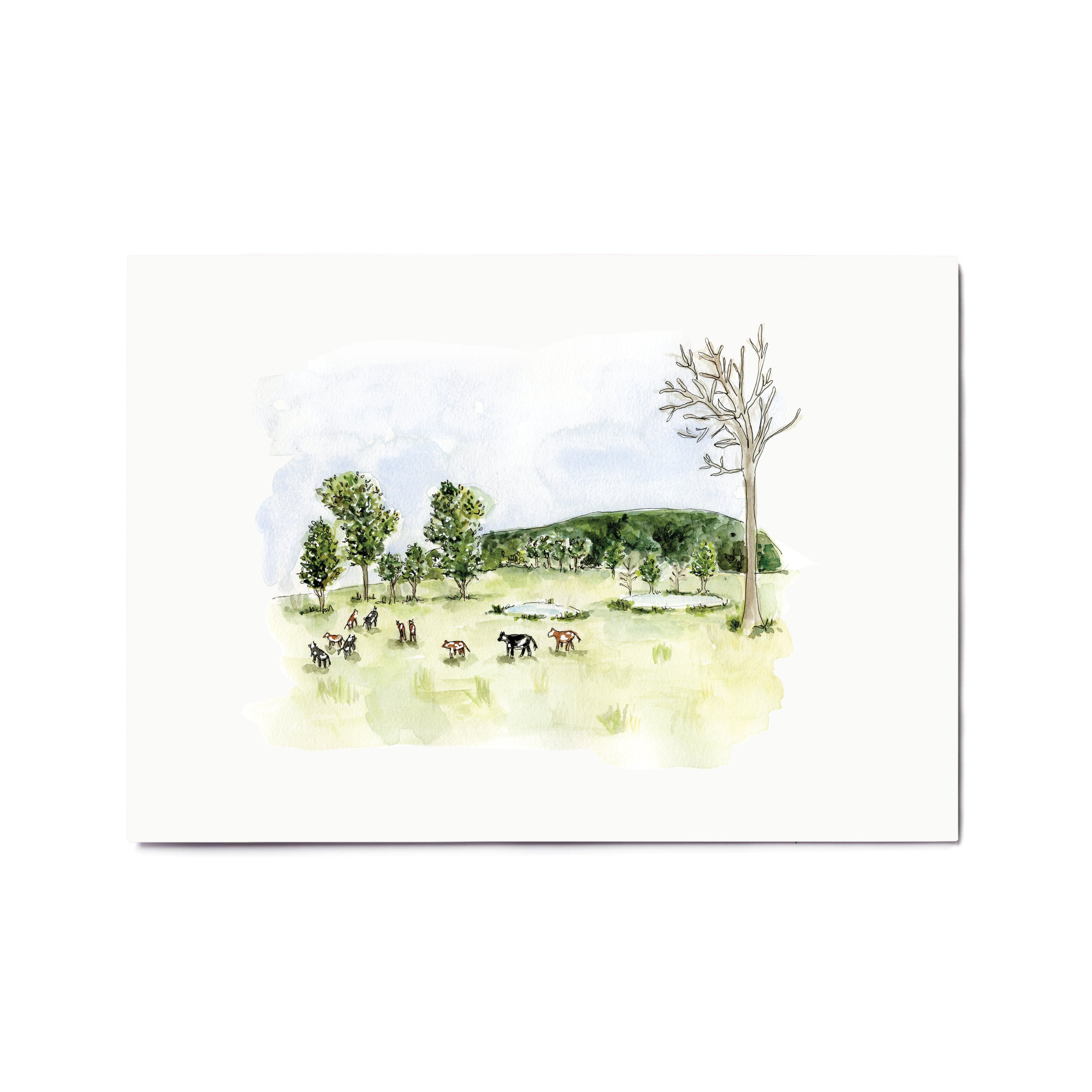 Farm & Cows