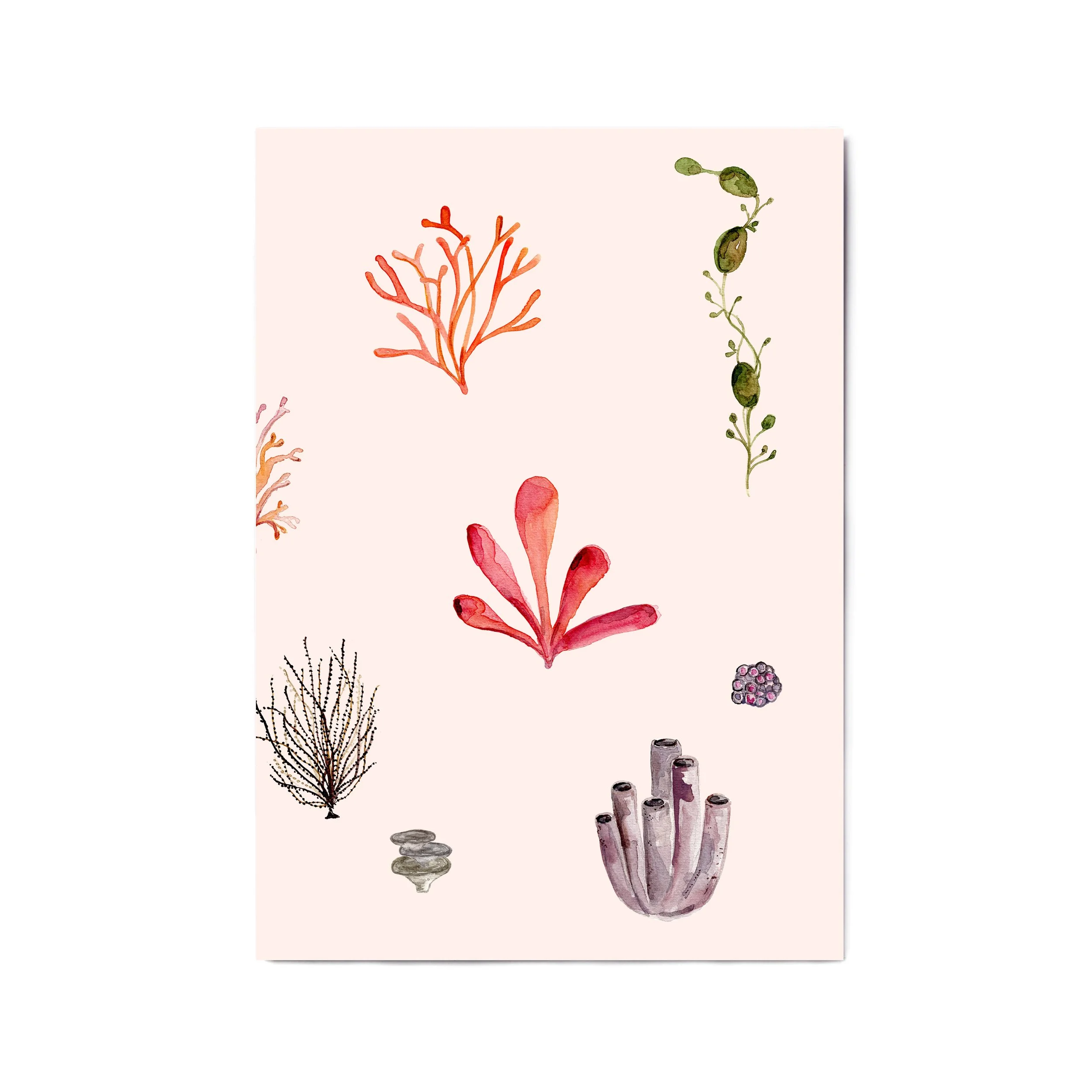 a4 a3 coral 3.jpg