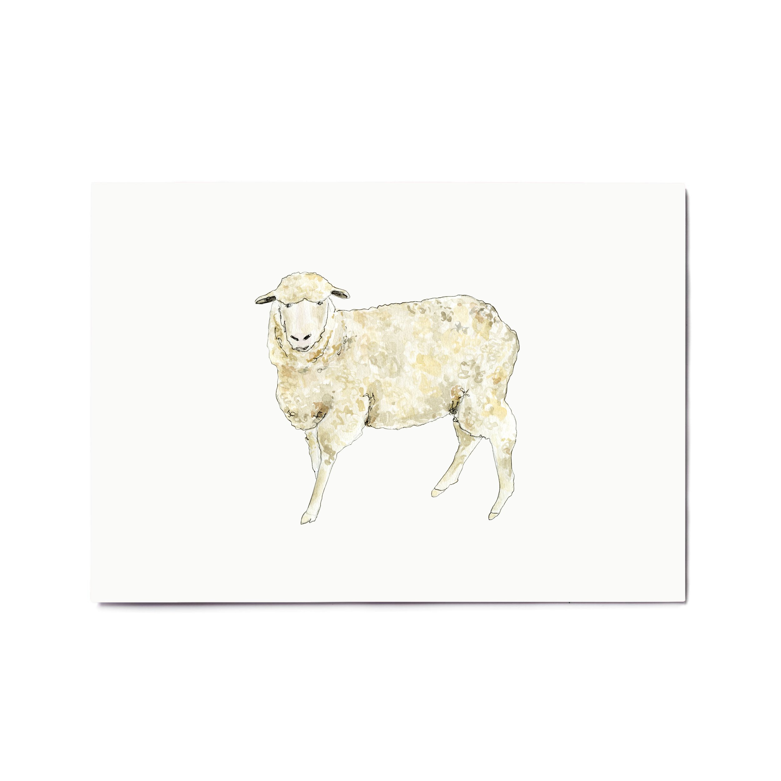 Sheep