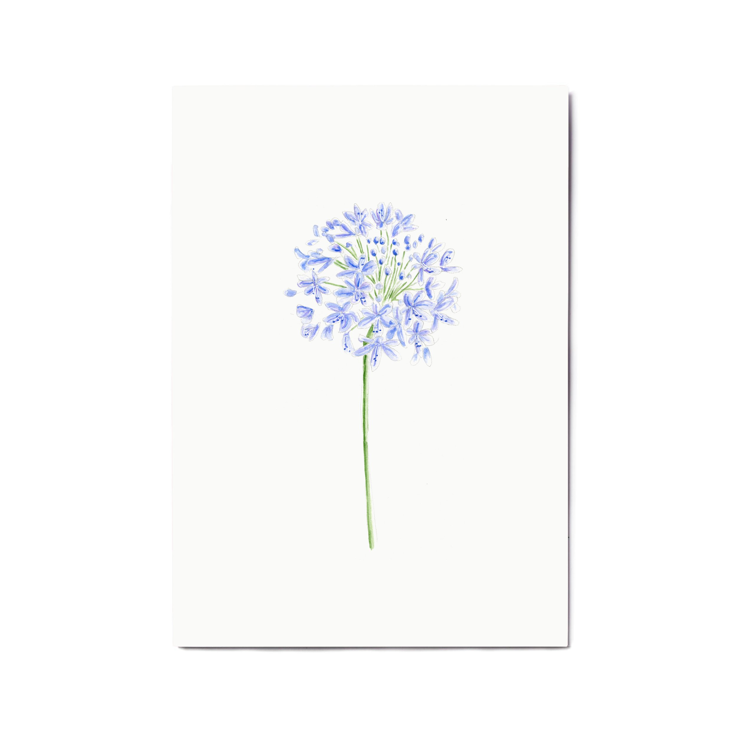 Blue Agapanthus