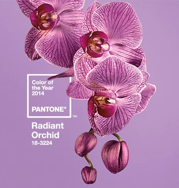 Pantone_orchid.jpg