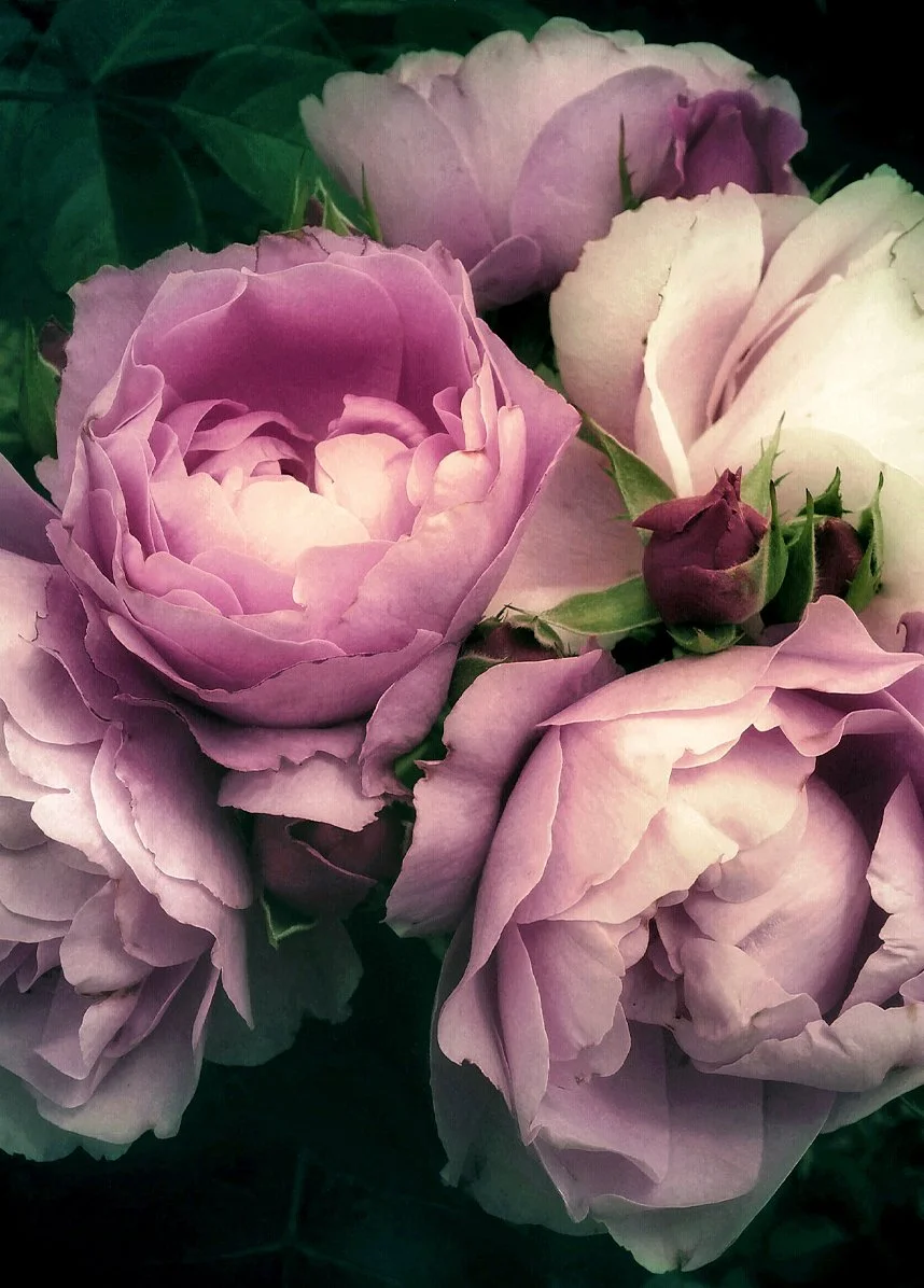Linda_Frost_Design_FLORAL3.jpg