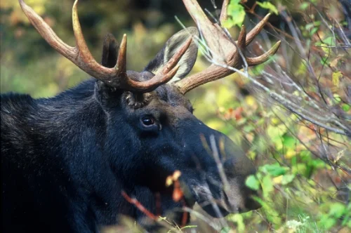 Moose141 boyfriend.jpg