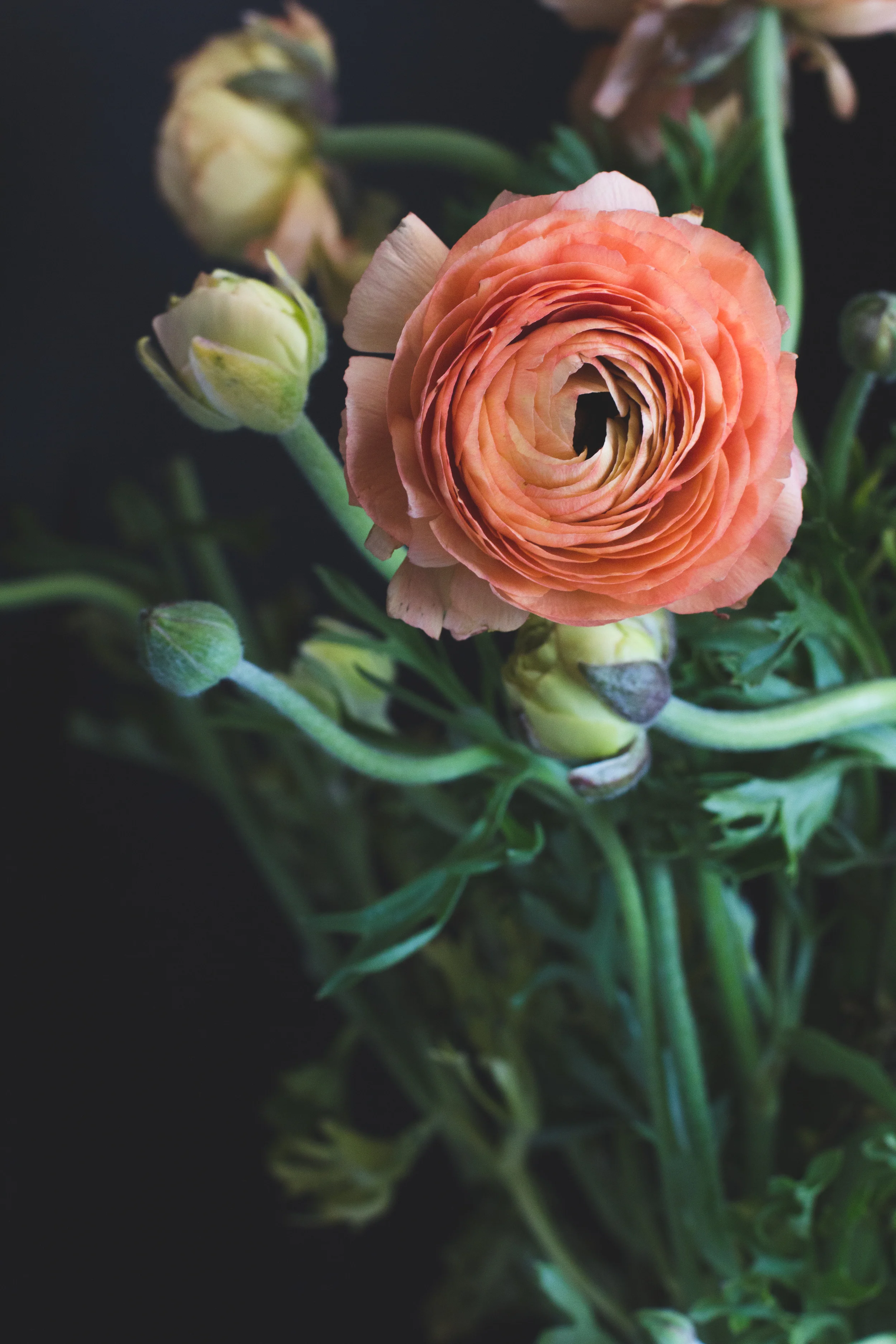 140325_springfruit_035.jpg