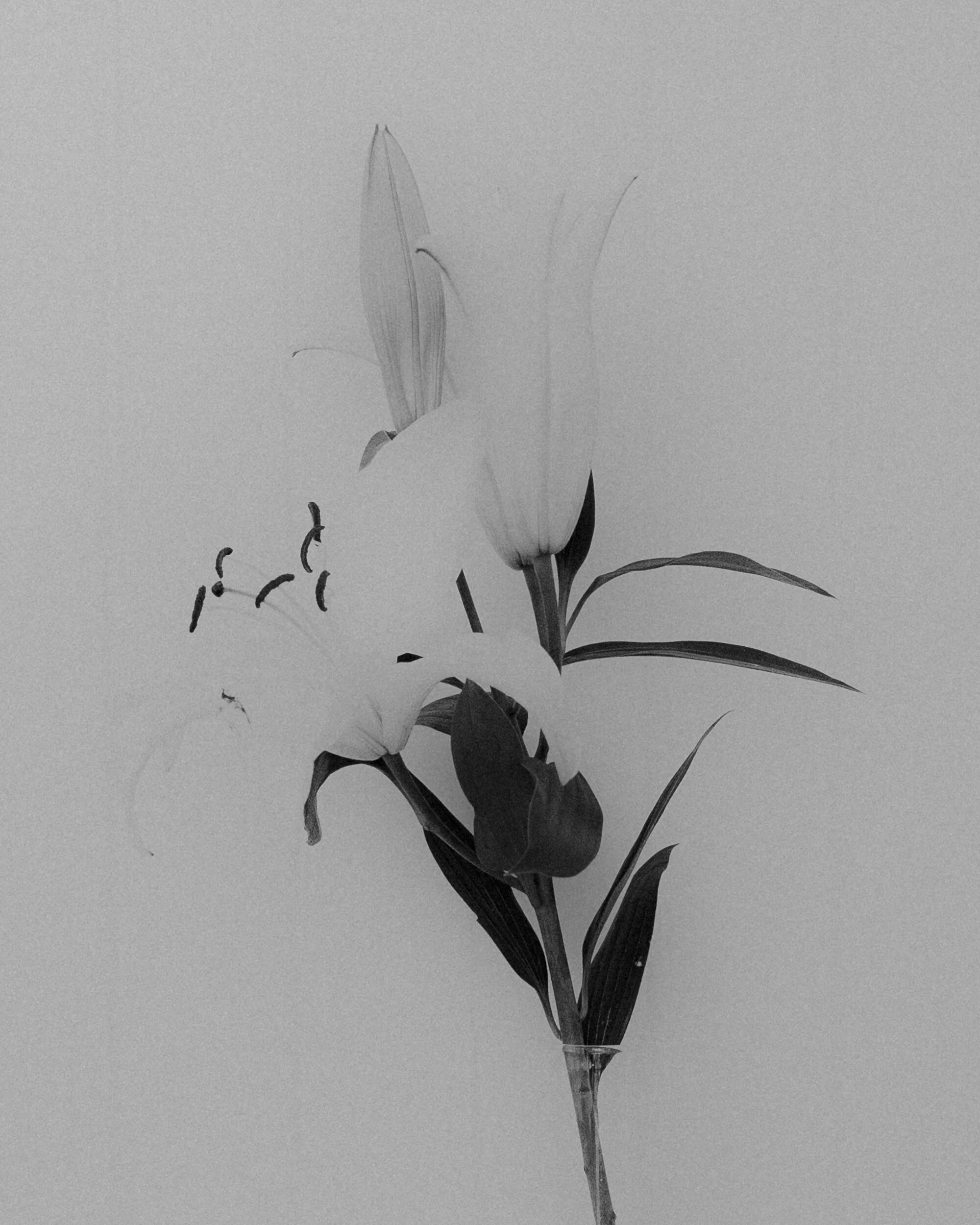 20_06_20_Lilies001.JPG