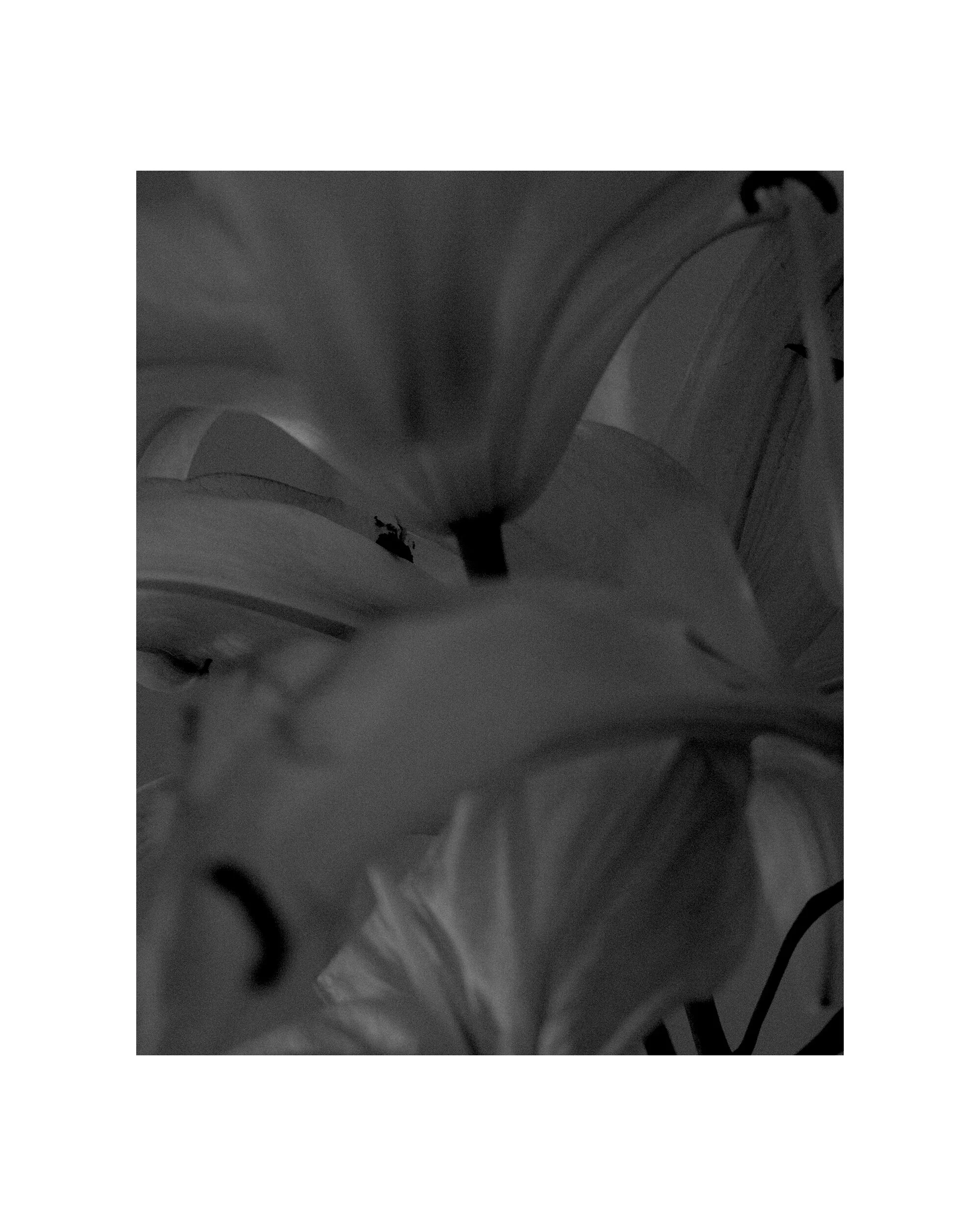 20_06_20_Lilies013.JPG