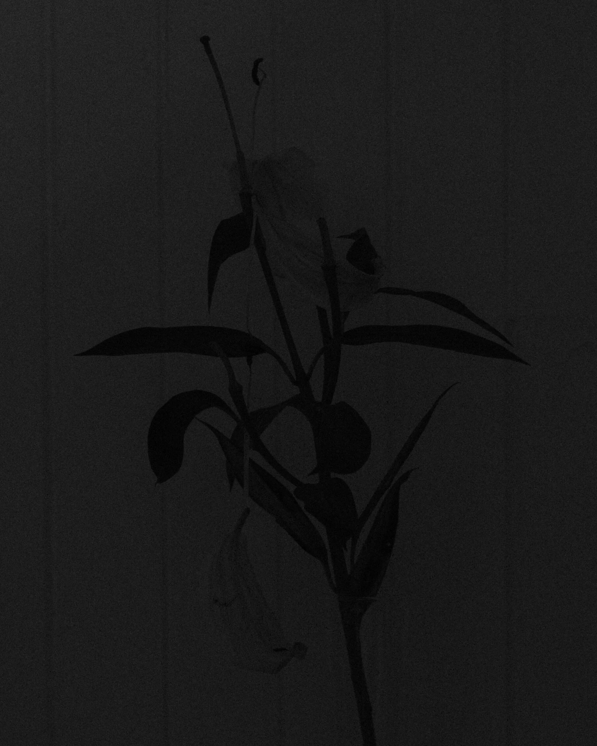 20_06_20_Lilies012_2.JPG