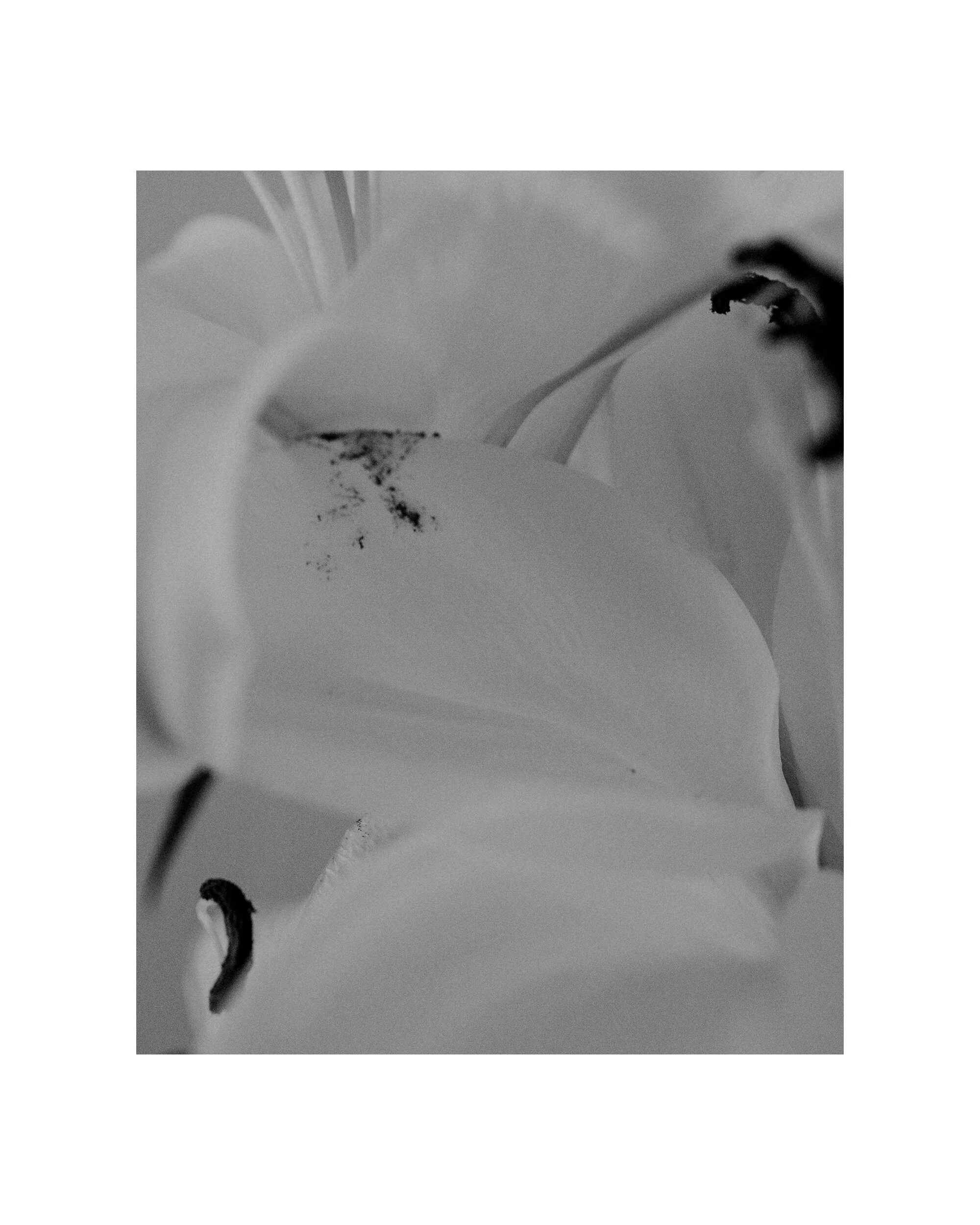20_06_20_Lilies014.JPG