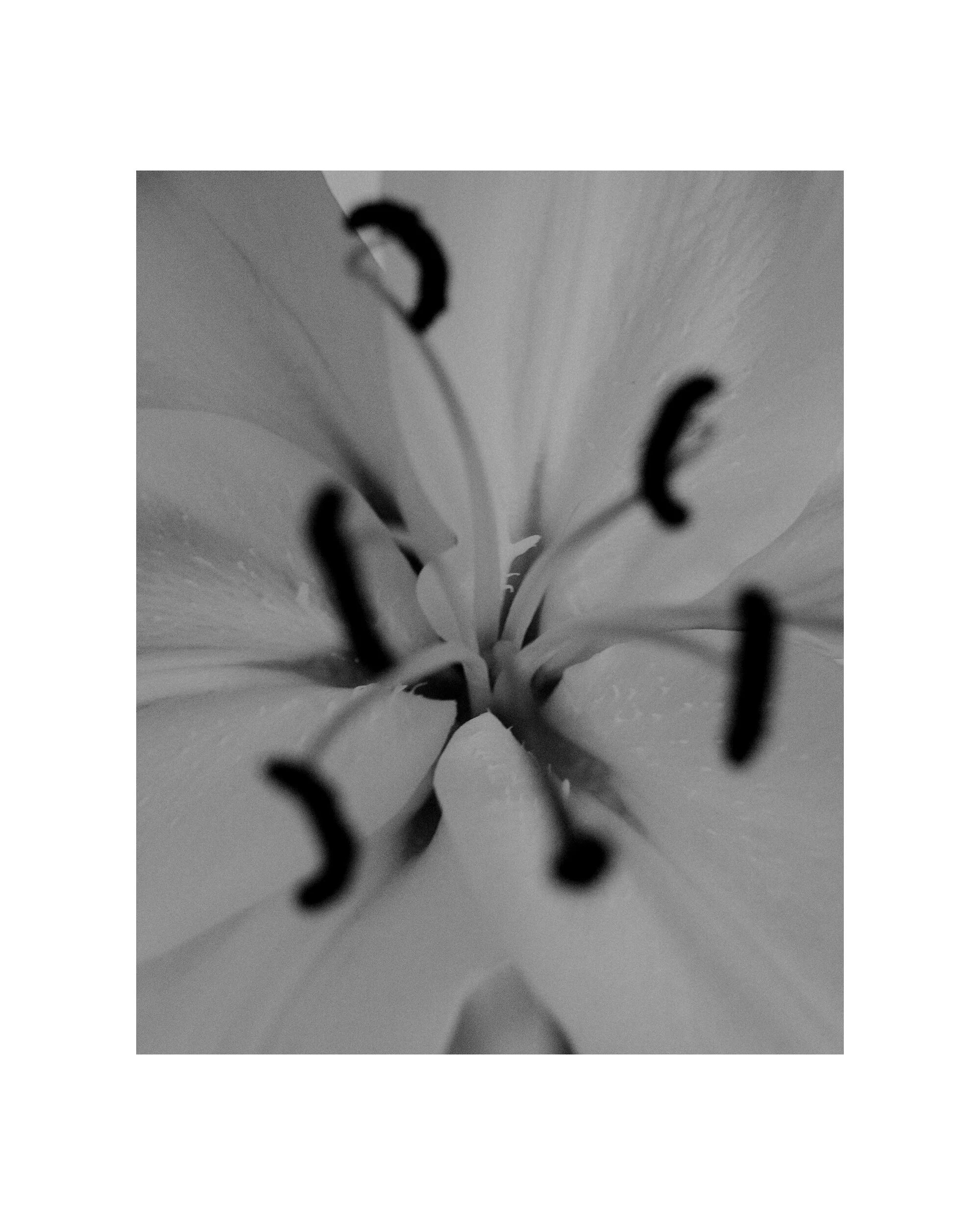20_06_20_Lilies017.JPG