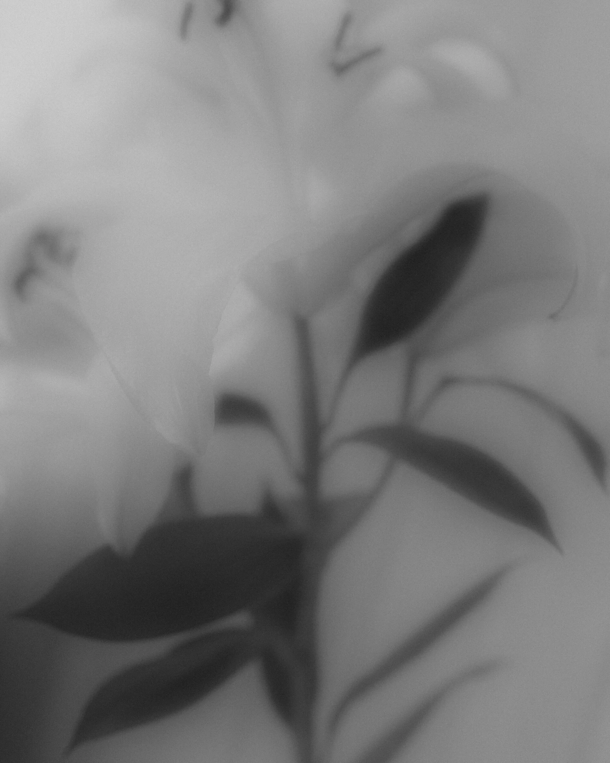20_06_20_Lilies018.JPG