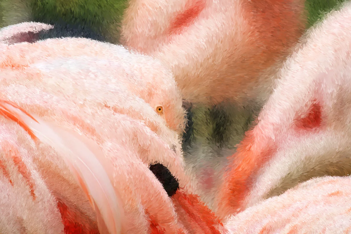 Flamingo_Web.jpg