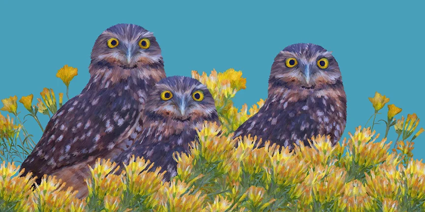 Burrowing_Owls_Eight_iPad.jpg