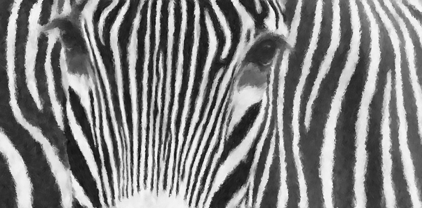 PalyStrant_Zebra_B&W_Large.jpg